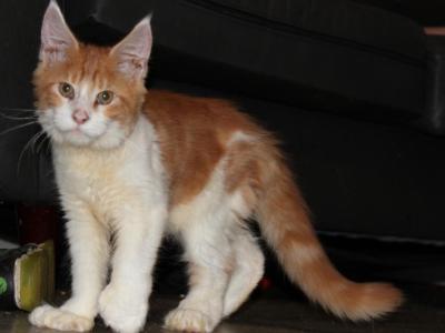 Taz Tica Health Tested Parents Price Reduced - Maine Coon - Gallery Photo #1
