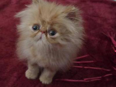 Red Tabby Persian - Persian - Gallery Photo #1