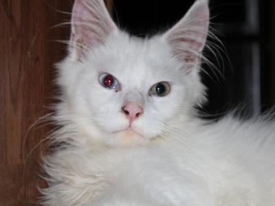 Atlas   Tica Health Tested Parents Price Reduced - Maine Coon - Gallery Photo #1