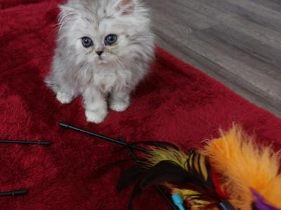Chinchilla Silver Persian - Persian - Gallery Photo #1