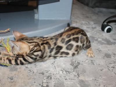Magica - Bengal - Gallery Photo #1