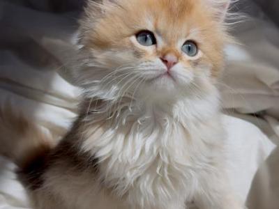 British Longhair Male Golden - British Shorthair - Gallery Photo #1