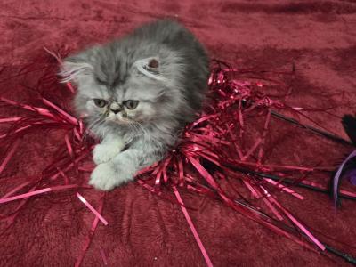 Smoke Persian - Persian - Gallery Photo #1