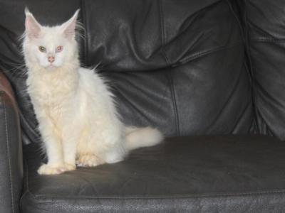 Adira Tica Health Tested Parents Price Reduced - Maine Coon - Gallery Photo #1