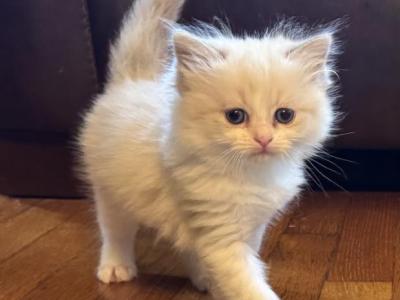 Female Ragdoll Kitten - Ragdoll - Gallery Photo #1