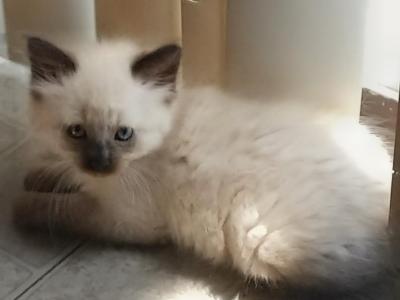 Tiger Lilly - Himalayan - Gallery Photo #1