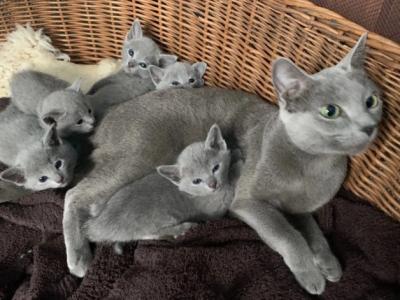 NEW Russian Blue - Russian Blue - Gallery Photo #1