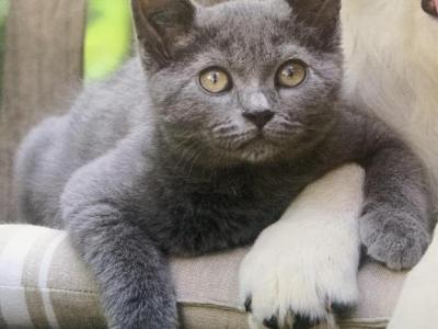 Mixed Breed Kittens - British Shorthair - Gallery Photo #1
