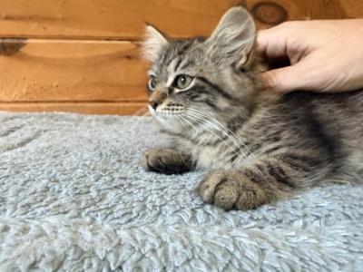 Kate - Siberian - Gallery Photo #1