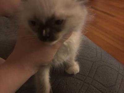 Stripe - Ragdoll - Gallery Photo #1