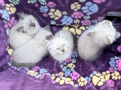 Whitney Litter - Ragdoll - Gallery Photo #1