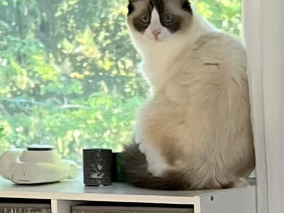Pandora - Ragdoll - Gallery Photo #1