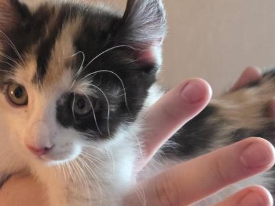 Duchess Elf Ear Calico Female - Munchkin - Gallery Photo #1