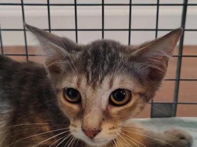 Fern - Domestic - Gallery Photo #1
