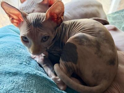 Juno Calico Female Sphynx - Sphynx - Gallery Photo #1