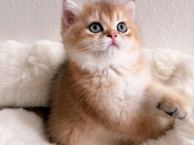 Nala - British Shorthair - Gallery Photo #1
