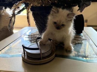 Minka Kittens - Persian - Gallery Photo #1