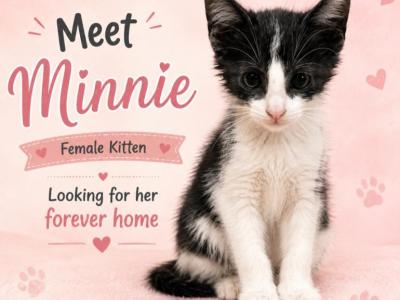 Minnie - Domestic - Gallery Photo #1
