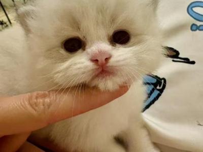 Apollo - Ragdoll - Gallery Photo #1