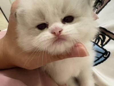 Athena - Ragdoll - Gallery Photo #1