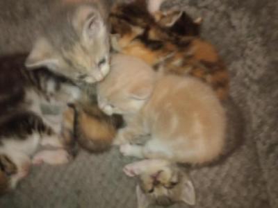 Misty - Munchkin - Gallery Photo #1