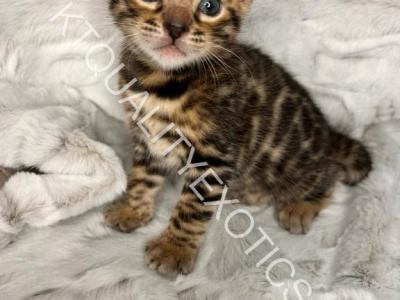 Josie Jubilee TICA Bengal Kittens - Bengal - Gallery Photo #1