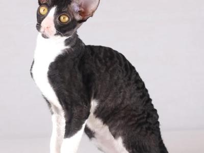 Ariel - Cornish Rex - Gallery Photo #1