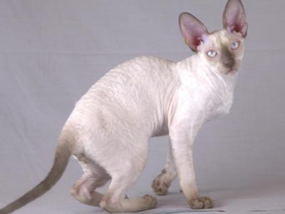 Chico - Cornish Rex - Gallery Photo #1