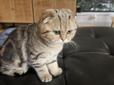 Tiny - Scottish Fold - Gallery Photo #1