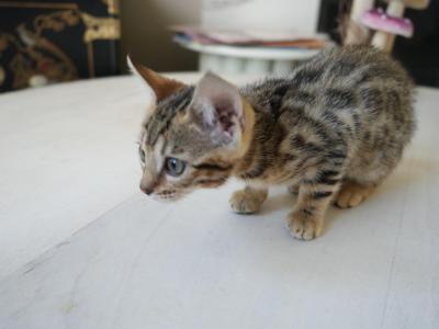 Lily - Bengal - Gallery Photo #1