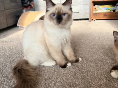 Seal Point Females - Ragdoll - Gallery Photo #1
