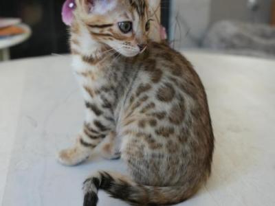 Gucci - Bengal - Gallery Photo #1