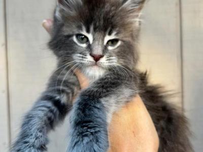 Bishop Blue Tabby Male - Maine Coon - Gallery Photo #1