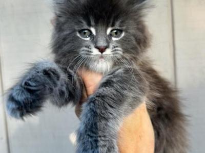 Gambit Blue Tabby Female - Maine Coon - Gallery Photo #1