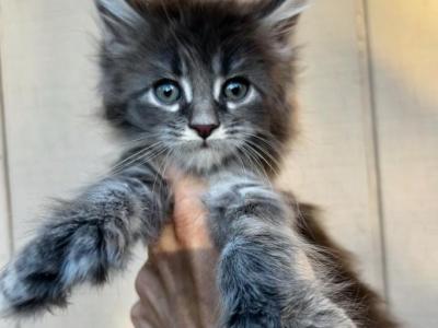 Milo Polydactyl Blue Tabby Boy - Maine Coon - Gallery Photo #1