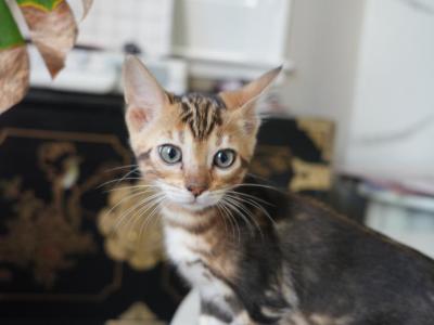 Bella - Bengal - Gallery Photo #1