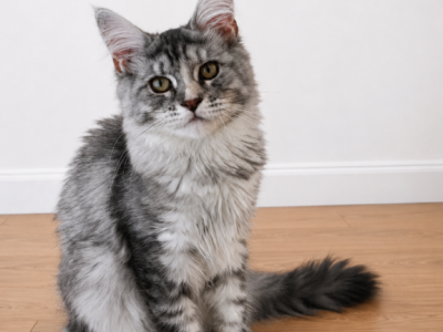 Maple - Maine Coon - Gallery Photo #1