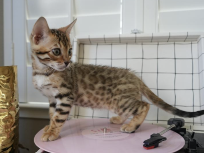 Luna - Bengal - Gallery Photo #1