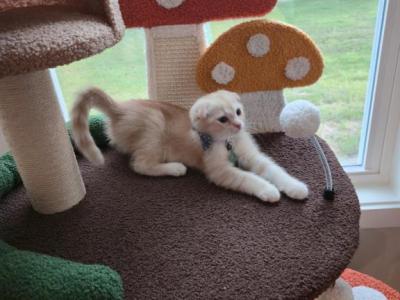 Blue Eyes Golden Scottish Fold Boy - Scottish Fold - Gallery Photo #1