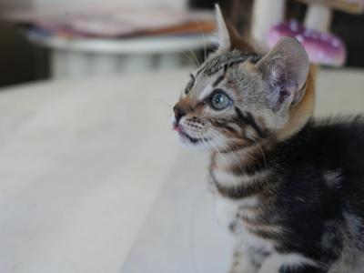 Chloe - Bengal - Gallery Photo #1