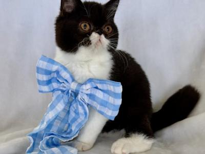 Sweet Tuxedo ESH - Exotic - Gallery Photo #1