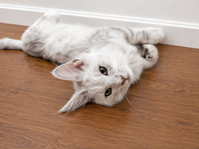 Maximus - Maine Coon - Gallery Photo #1
