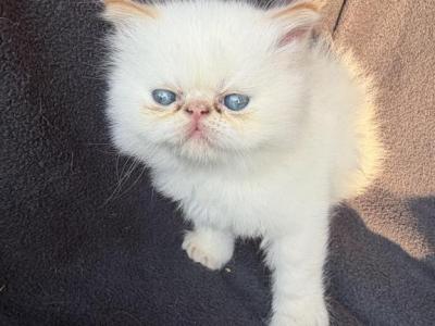 Sassys Kittens - Persian - Gallery Photo #1
