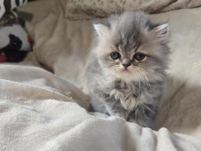 Gray Females - Persian - Gallery Photo #1
