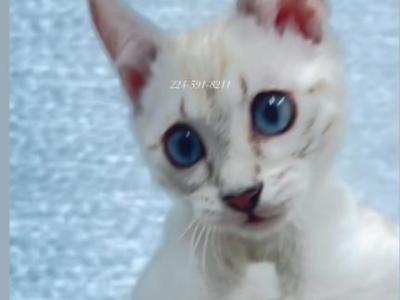 Snow Lynx Bengal Kitten Female - Bengal - Gallery Photo #1