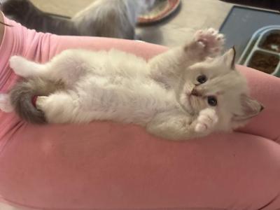 Mocha's Four Ragdoll Kittens - Ragdoll - Gallery Photo #1