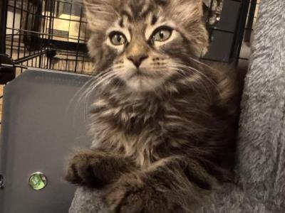 MaleMaineCoon - Maine Coon - Gallery Photo #1
