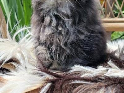 Black Tabby Male - Persian - Gallery Photo #1