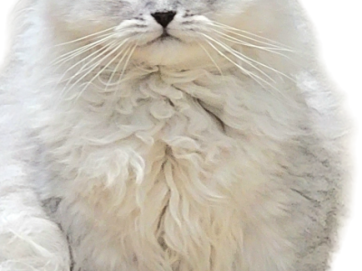 Silver Male - Persian - Gallery Photo #1