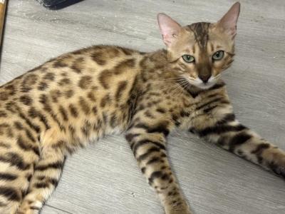 Big Poppa - Bengal - Gallery Photo #1